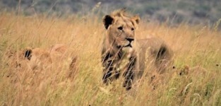 Image of a lion - Dr Toman Barsbai research project 